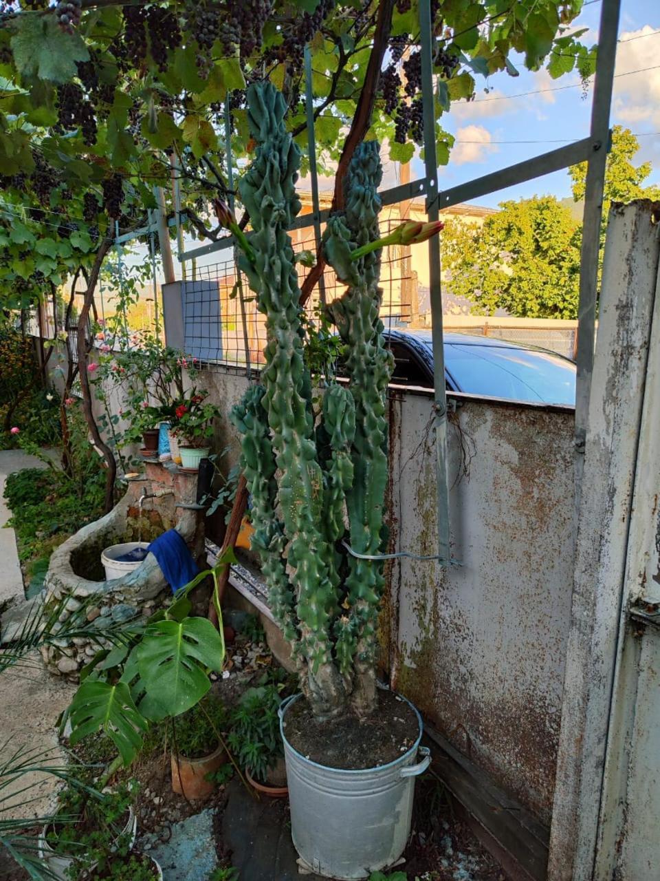 安布罗劳里 Chveni Ezo酒店 外观 照片